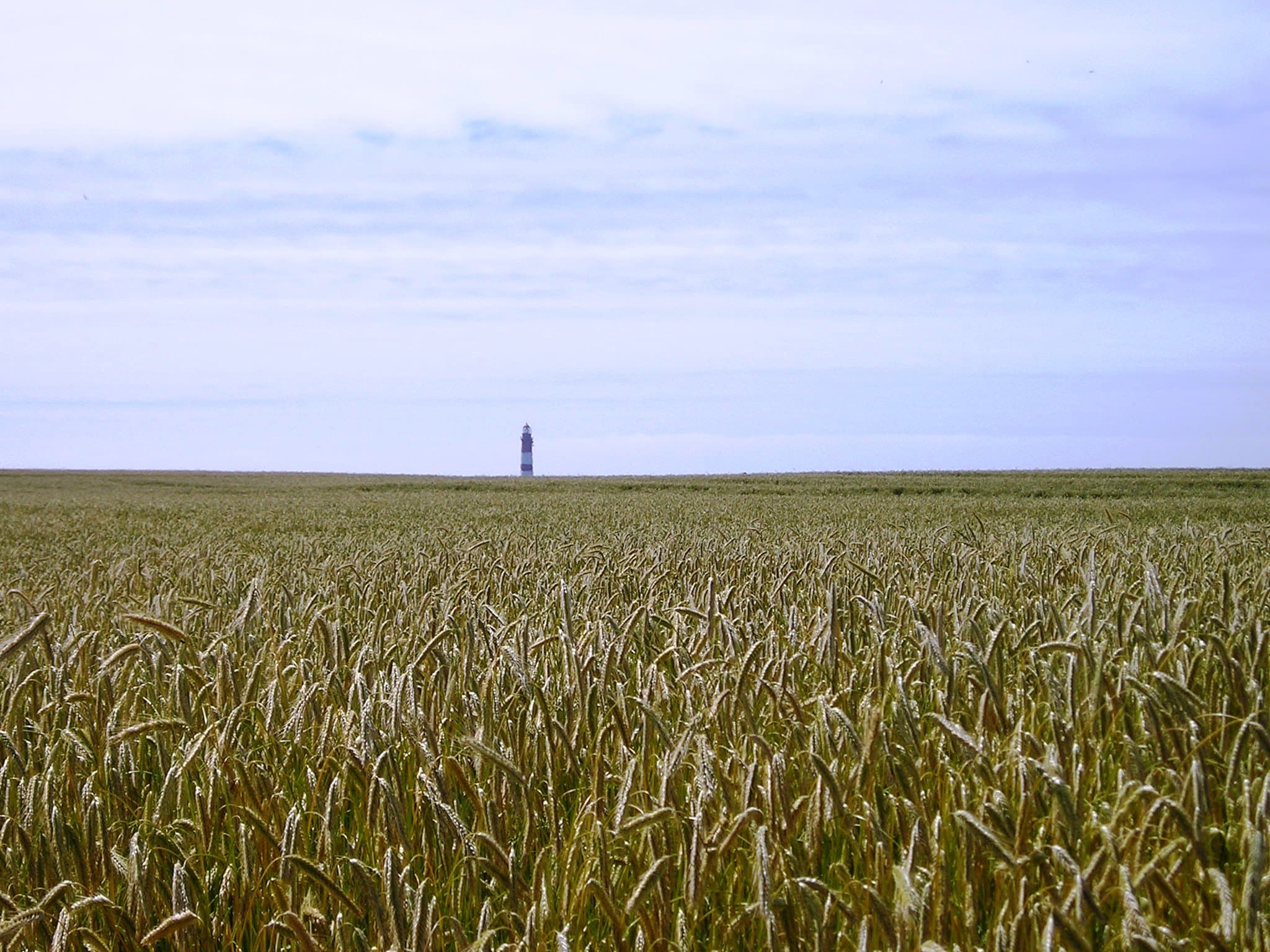 Der rot-weiße Leuchtturm von Amrum hinter einem Feld