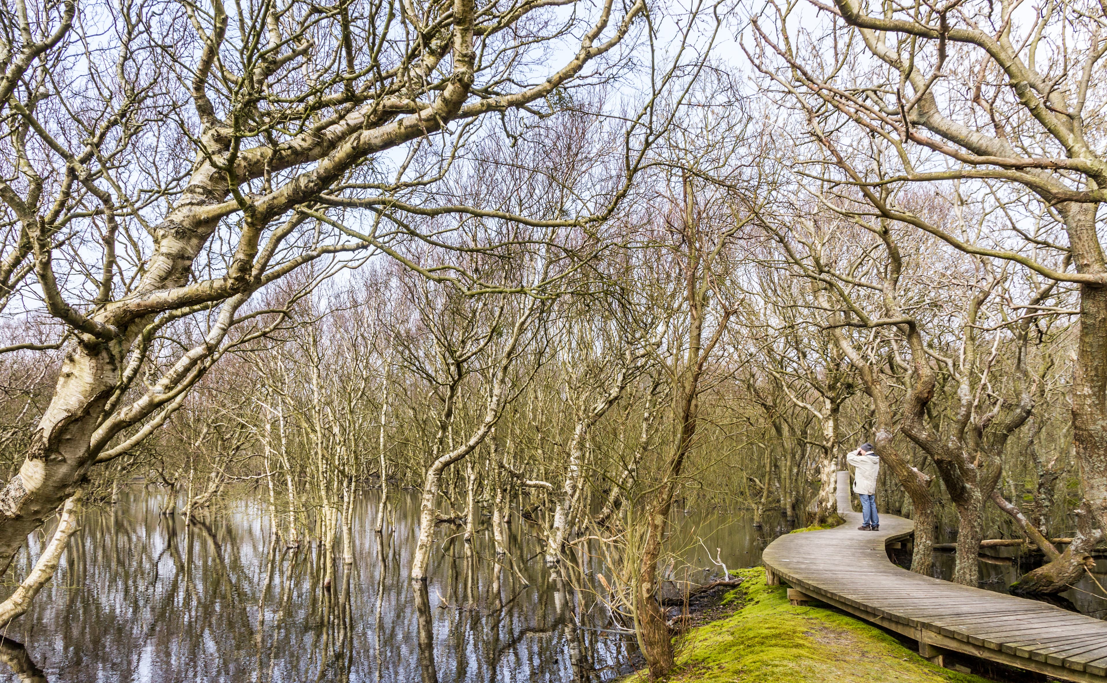 Water and woodland in the Vogelkoje Meeram nature area